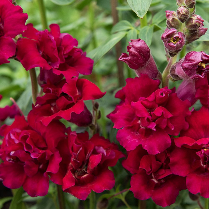 Løvemund F1 'Madame Butterfly Red', blomster i tætte aks, der troner på lange, kraftige stilke. Intens mørkerøde blomster med mørkt svælg.