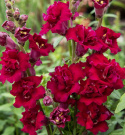 Løvemund F1 'Madame Butterfly Red', blomster i tætte aks, der troner på lange, kraftige stilke. Intens mørkerøde blomster med mørkt svælg.