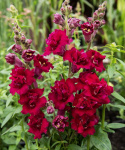 Løvemund F1 'Madame Butterfly Red', blomster i tætte aks, der troner på lange, kraftige stilke. Intens mørkerøde blomster med mørkt svælg.