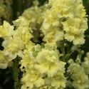 Løvemund F1 'Madame Butterfly Yellow', Høj. Unik løvemund med store, tætte blomster i tætte spir i toppen af høje, kraftige stilke.
