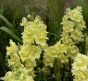 Løvemund F1 'Madame Butterfly Yellow', Høj. Unik løvemund med store, tætte blomster i tætte spir i toppen af høje, kraftige stilke.