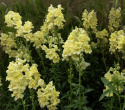 Løvemund F1 'Madame Butterfly Yellow', Høj. Unik løvemund med store, tætte blomster i tætte spir i toppen af høje, kraftige stilke.
