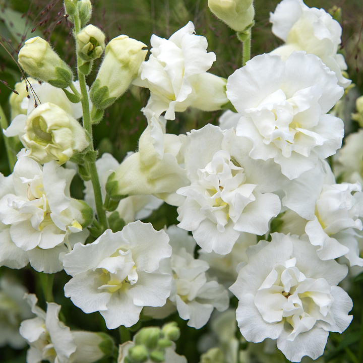Løvemund F1 'Snapstar White', Busket vækstform til krukker og bede, men også fin kvalitet til blomsterdekorationer og buketter.