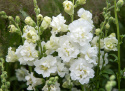 Løvemund F1 'Snapstar White', Busket vækstform til krukker og bede, men også fin kvalitet til blomsterdekorationer og buketter.