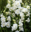 Løvemund F1 'Snapstar White', Busket vækstform til krukker og bede, men også fin kvalitet til blomsterdekorationer og buketter.