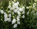 Løvemund F1 'Snapstar White', Busket vækstform til krukker og bede, men også fin kvalitet til blomsterdekorationer og buketter.