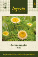 Sommerasters 'Hulk', Unik sommerasters med en stor, gulgrøn midte.