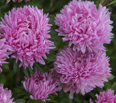 Sommerasters 'Tiger Paw Chinchilla'