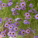 Dukkekrave 'Blue Splendour', Masser af lyst blåviolette, iøjnefaldende kurvblomster med gult eller mørkt øje.