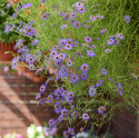 Dukkekrave 'Blue Splendour', Masser af lyst blåviolette, iøjnefaldende kurvblomster med gult eller mørkt øje.