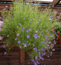 Dukkekrave 'Blue Splendour', Masser af lyst blåviolette, iøjnefaldende kurvblomster med gult eller mørkt øje.