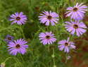 Dukkekrave 'Blue Splendour', Masser af lyst blåviolette, iøjnefaldende kurvblomster med gult eller mørkt øje.