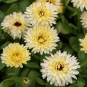 Morgenfrue 'Bon Bon Light Yellow', Fyldte, lyst solgule blomster med en diskret schattering af vinrødt.