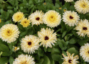 Morgenfrue 'Bon Bon Light Yellow', Fyldte, lyst solgule blomster med en diskret schattering af vinrødt.
