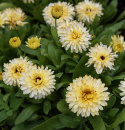 Morgenfrue 'Bon Bon Light Yellow', Fyldte, lyst solgule blomster med en diskret schattering af vinrødt.