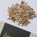 Morgenfrue 'Bon Bon Light Yellow', Fyldte, lyst solgule blomster med en diskret schattering af vinrødt.