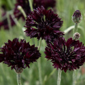 Kornblomst 'Black Boy', Fin i sommerbede og buketter. Kan også tørres.