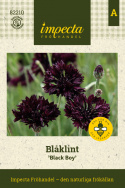 Kornblomst 'Black Boy', Fin i sommerbede og buketter. Kan også tørres.