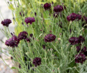 Kornblomst 'Black Boy', Fin i sommerbede og buketter. Kan også tørres.