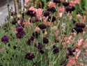 Kornblomst 'Black Boy', Fin i sommerbede og buketter. Kan også tørres.