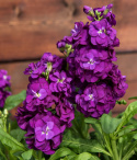 Sommerlevkøj 'Hot Cakes Purple', Dejligt duftende, intenst lilla, dobbelte blomster i tætte spir på kraftige stilke.