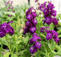 Sommerlevkøj 'Hot Cakes Purple', Dejligt duftende, intenst lilla, dobbelte blomster i tætte spir på kraftige stilke.