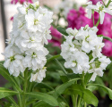 Sommerlevkøj 'Hot Cakes White', Dejligt duftende, rent hvide, dobbelte blomster i tætte spir på kraftige stilke.