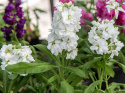 Sommerlevkøj 'Hot Cakes White', Dejligt duftende, rent hvide, dobbelte blomster i tætte spir på kraftige stilke.
