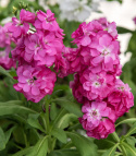 Sommerlevkøj 'Hot Cakes Pink', Dejligt duftende, klart ceriserosa, dobbelte blomster i tætte spir på kraftige stilke.