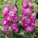 Vinterlevkøj 'Mathilda Antique Rose', duftende blomsterspir med fyldte til enkle, lyngrosa blomster med hvid midte på statelige stilke.