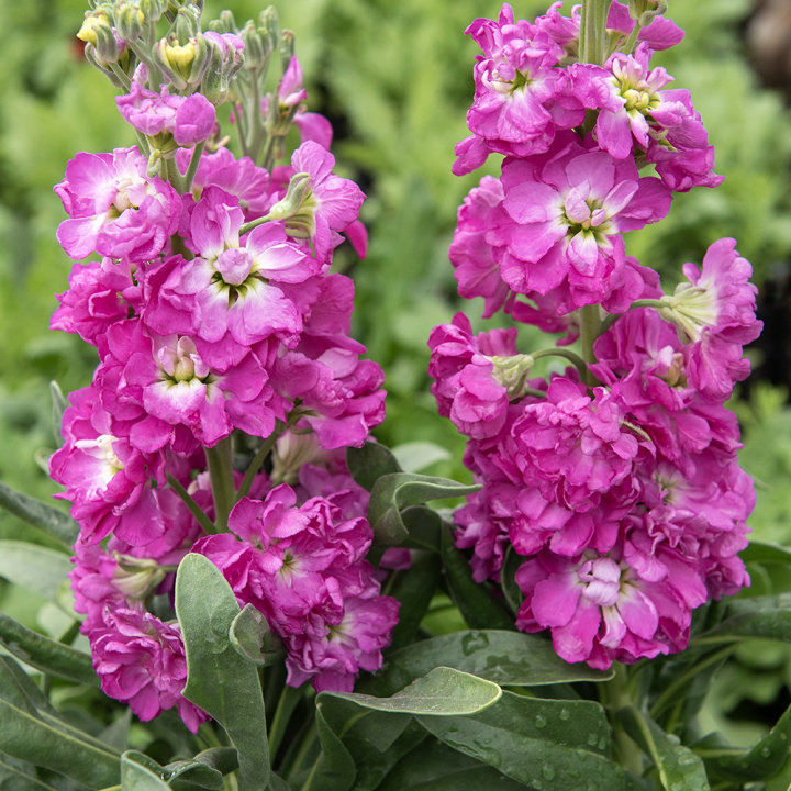 Vinterlevkøj 'Mathilda Antique Rose', duftende blomsterspir med fyldte til enkle, lyngrosa blomster med hvid midte på statelige stilke.