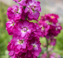 Vinterlevkøj 'Mathilda Antique Rose', duftende blomsterspir med fyldte til enkle, lyngrosa blomster med hvid midte på statelige stilke.