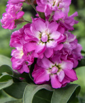 Vinterlevkøj 'Mathilda Antique Rose', duftende blomsterspir med fyldte til enkle, lyngrosa blomster med hvid midte på statelige stilke.