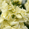 Vinterlevkøj 'Mathilda Yellow', duftende blomsterspir med fyldte til enkle, sart vaniljegule blomster på statelige stilke. 