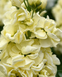 Vinterlevkøj 'Mathilda Yellow', duftende blomsterspir med fyldte til enkle, sart vaniljegule blomster på statelige stilke. 
