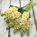 Vinterlevkøj 'Mathilda Yellow', duftende blomsterspir med fyldte til enkle, sart vaniljegule blomster på statelige stilke. 