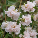 Mølleblomst 'Appleblossom', Fyldte blomster i sart æbleblomst-rosa og flødehvid op ad lange, kraftige stilke.