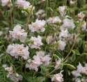 Mølleblomst 'Appleblossom', Fyldte blomster i sart æbleblomst-rosa og flødehvid op ad lange, kraftige stilke.