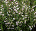 Mølleblomst 'Appleblossom', Fyldte blomster i sart æbleblomst-rosa og flødehvid op ad lange, kraftige stilke.