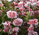 Mølleblomst 'Enchantress', Nem at dyrke og rigtblomstrende, udsøgt til sommerens bede og som snitblomst.