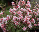 Mølleblomst 'Enchantress', Nem at dyrke og rigtblomstrende, udsøgt til sommerens bede og som snitblomst.