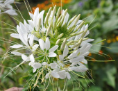 Edderkopplante 'White Queen'