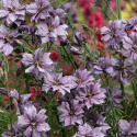 Sommerridderspore 'Misty Lavender', Grønne, fint fligede blade. God holdbarhed til snit og bed. Kan også tørres.