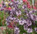 Sommerridderspore 'Misty Lavender', Grønne, fint fligede blade. God holdbarhed til snit og bed. Kan også tørres.