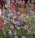 Sommerridderspore 'Misty Lavender', Grønne, fint fligede blade. God holdbarhed til snit og bed. Kan også tørres.