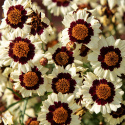Skønhedsøje 'Corusco Cream-Red', Enkle, cremefarvede blomster med diskret inderring i mørk vinrød på kompakte og tætte planter.