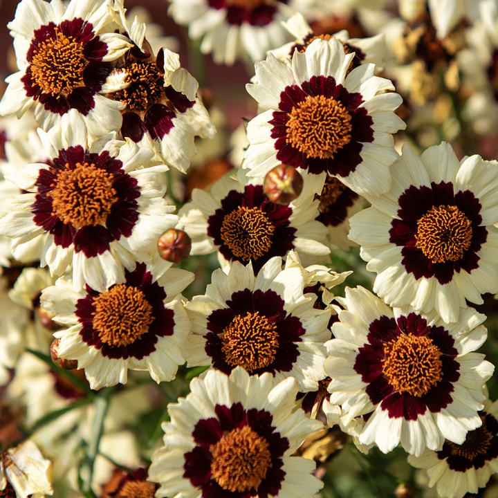 Skønhedsøje 'Corusco Cream-Red', Enkle, cremefarvede blomster med diskret inderring i mørk vinrød på kompakte og tætte planter.