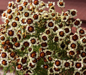 Skønhedsøje 'Corusco Cream-Red', Enkle, cremefarvede blomster med diskret inderring i mørk vinrød på kompakte og tætte planter.