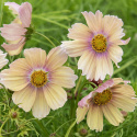Stolt kavaler ''Apricot Lemonade'', Stolt kavaler med enkle blomster i blød abrikos- og cremefarvet.