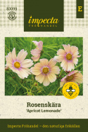 Stolt kavaler ''Apricot Lemonade'', Stolt kavaler med enkle blomster i blød abrikos- og cremefarvet.